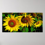 Giant Sunflowers,poster
