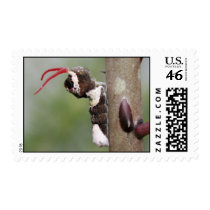 Giant Swallowtail Butter Caterpillar Postage Stamp by shadyoakbutterfly Giant Swallowtail Butter Caterpillar Postage Stamp