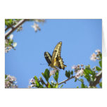 Giant Swallowtail Butterfly Card