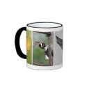 Giant Swallowtail Butterfly Lifecycle Coffee Mug