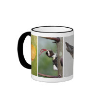 Giant Swallowtail Butterfly Lifecycle Coffee Mug