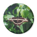 Giant Swallowtail Butterfly magnets