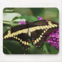 Giant Swallowtail butterfly mousepads