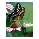 Giant Swallowtail Butterfly on Flowers postcards