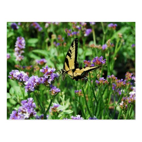Giant Swallowtail Butterfly on Purple Statice Postcards