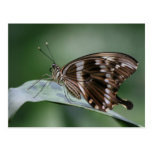 Giant Swallowtail Butterfly Postcard