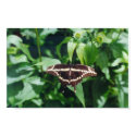 Giant Swallowtail Butterfly posters