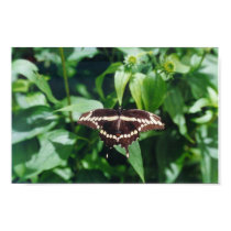 Giant Swallowtail Butterfly posters