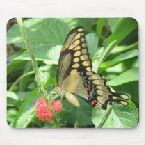 Giant Swallowtail Mousepad