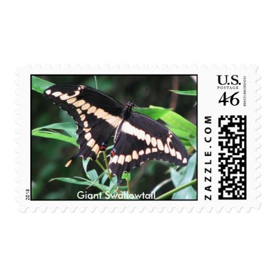 Giant Swallowtail Postage by naturegirl7