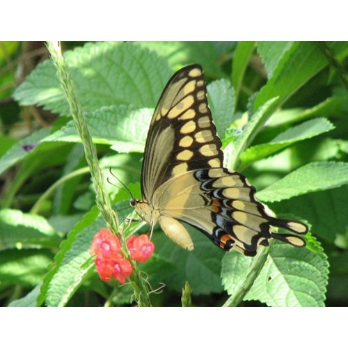 Giant Swallowtail Postcard postcard