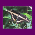 Giant Swallowtail Postcard