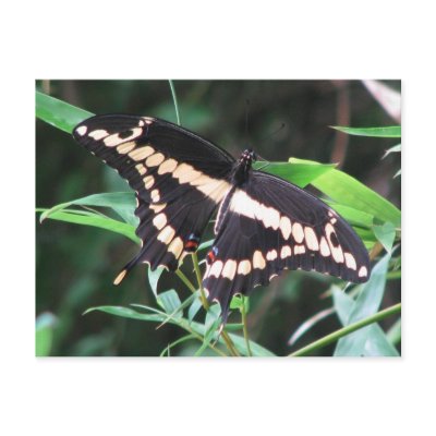 Giant Swallowtail Postcard by naturegirl7