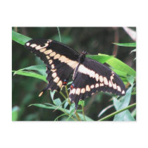 Giant Swallowtail Postcard