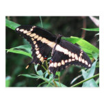 Giant Swallowtail Postcard