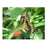 Giant Swallowtail Postcard
