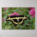 Giant Swallowtail Poster