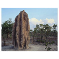 Giant termite mound, Northern Territory, Australia Flyer Design