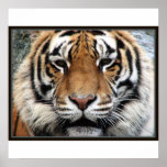 Giant Tiger Print