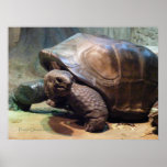 Giant Tortoise 1 Print