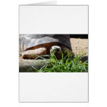 Giant Tortoise Card