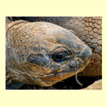 GIANT TORTOISE postcards