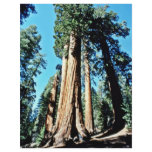 Giant Trees - Sequoia National Forest Flyers
