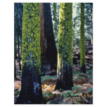 Giant Trees - Sequoia National Forest Personalized Flyer