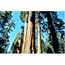 Giant Trees - Sequoia National Forest Acrylic Cut Out