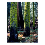 Giant Trees - Sequoia National Forest Post Card