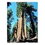 Giant Trees - Sequoia National Forest Post Cards
