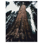 Giant Trees - Sequoia National Park Full Color Flyer