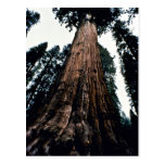 Giant Trees - Sequoia National Park Postcard