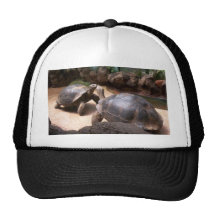 Giant Turtle Kiss Mesh Hats