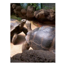 Giant Turtle Kiss Post Card