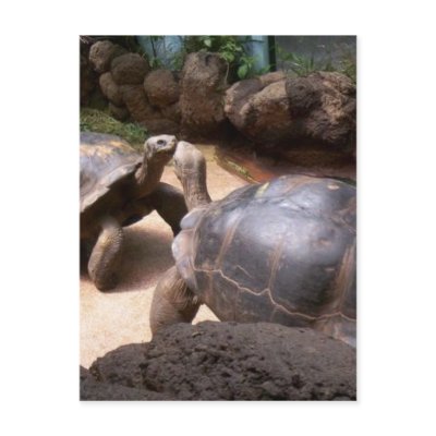 two giant Turtles two giant Turtles
