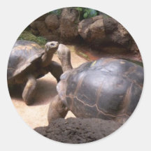 Giant Turtle Kiss Sticker