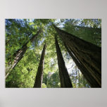 "Giants", Muir Woods Print