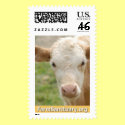 Gidget the Calf postage