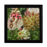 Gift Box - Butterfly on Clover