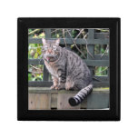 Gift box: Tabby Cat Gift box: Tabby Cat