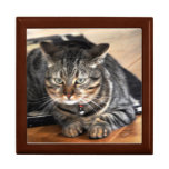 Gift box: Tabby Cat Gift box: Tabby Cat