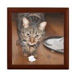 Gift box: Tabby Cat Gift box: Tabby Cat