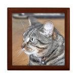 Gift box: Tabby Cat Gift box: Tabby Cat