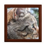 Gift box: Tabby Cat Gift box: Tabby Cat