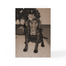 Gift Wrapped Labrador cards by dogwiregifts Gift Wrapped Labrador cards