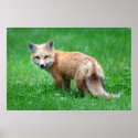 Gigantic Red Fox Poster posters