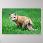 Gigantic Red Fox Poster posters