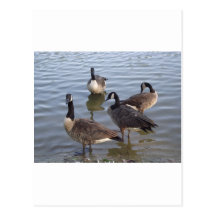 Giggling gaggle of geese post card