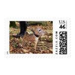 Gihuahua Postage